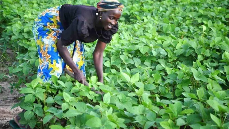 A farmer working in a field of soybeans
