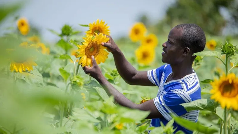 A Ugandan farmer tending a field of sunflowers